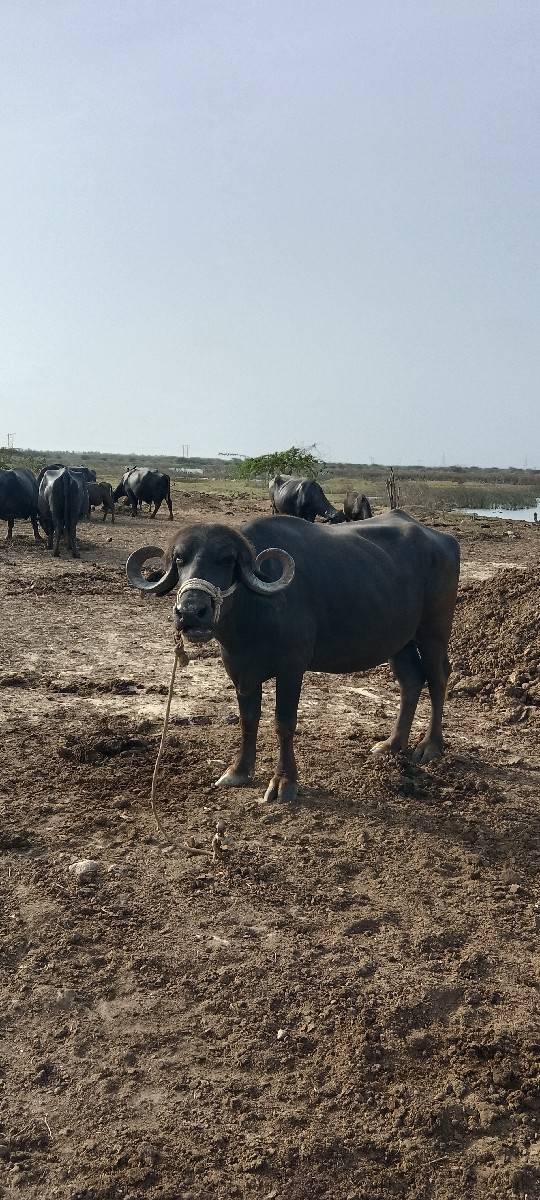 વેચવાનું છે