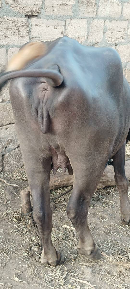 પેલું 

પેલું વેતર