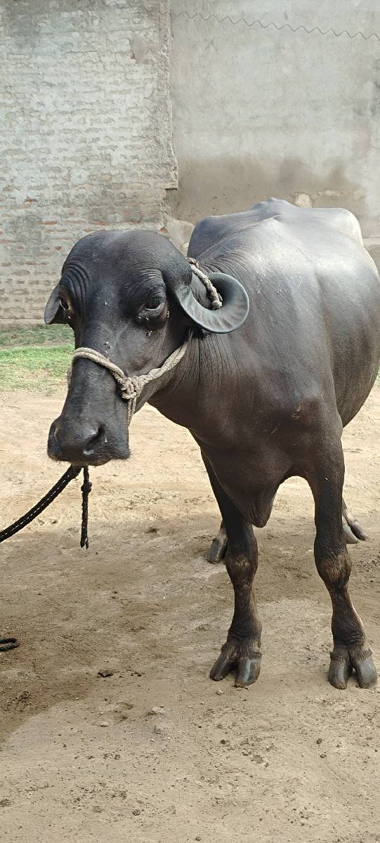 પેલું 

પેલું વેતર