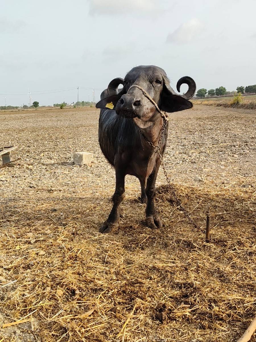 ભેંશ