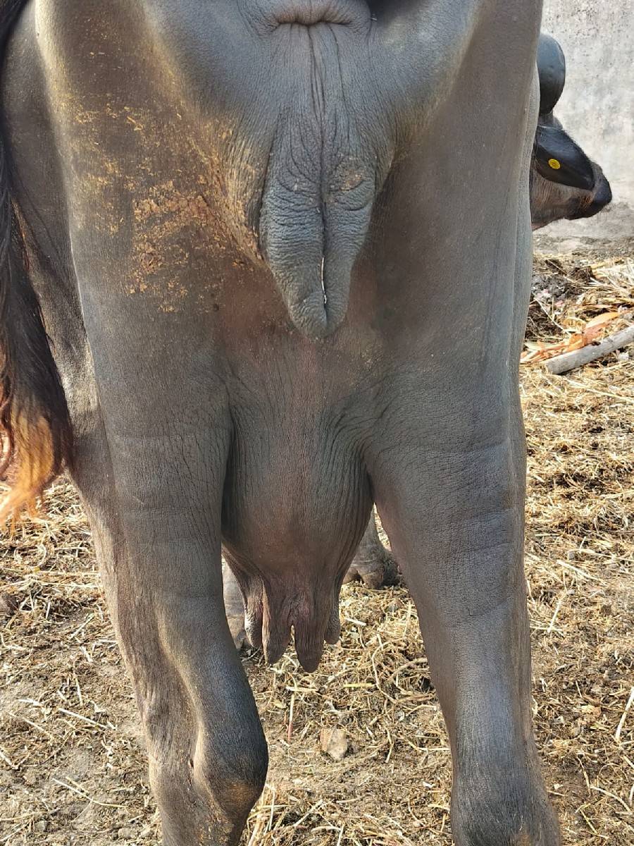ભેંશ