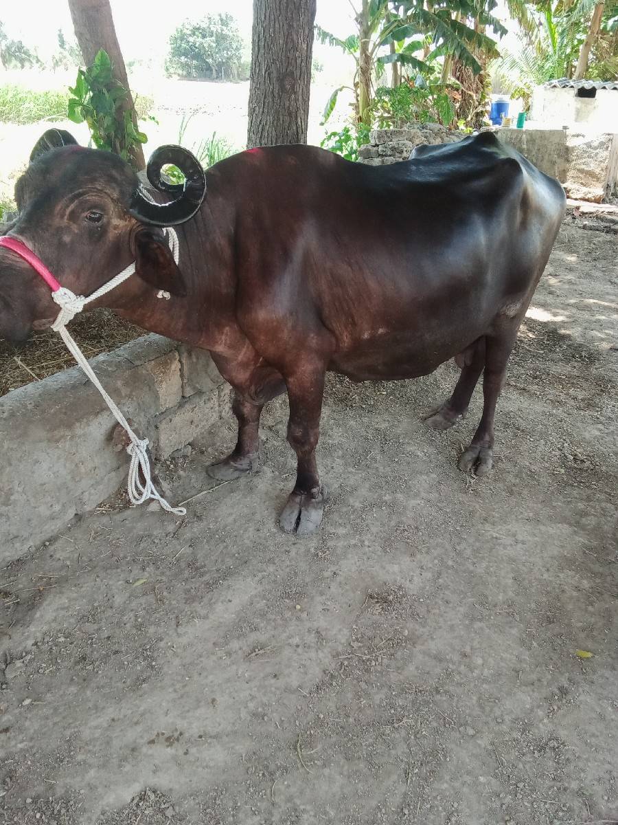 આ ભેસ.વેચવાની છે