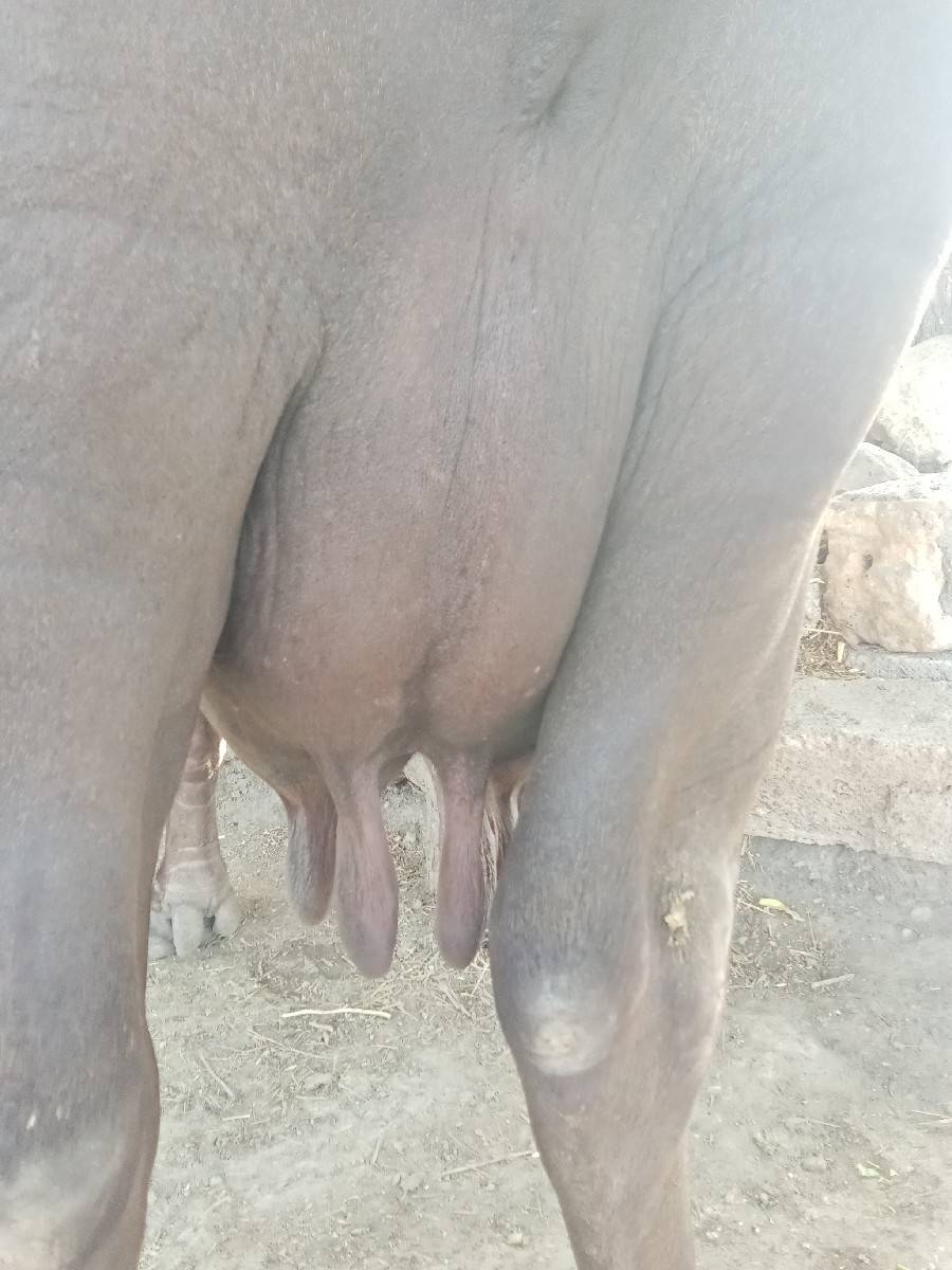 આ ભેસ.વેચવાની છે