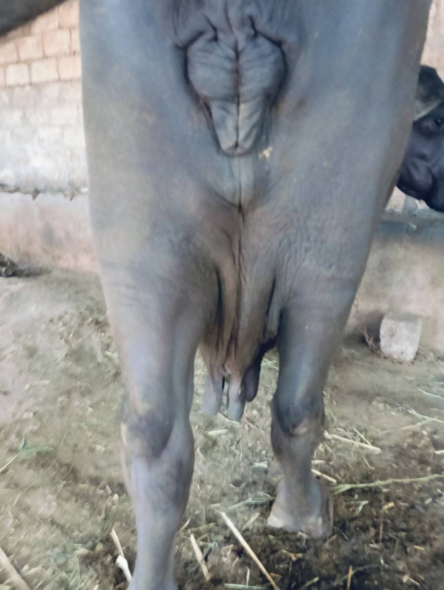 ભેંસ વેચવાની છે