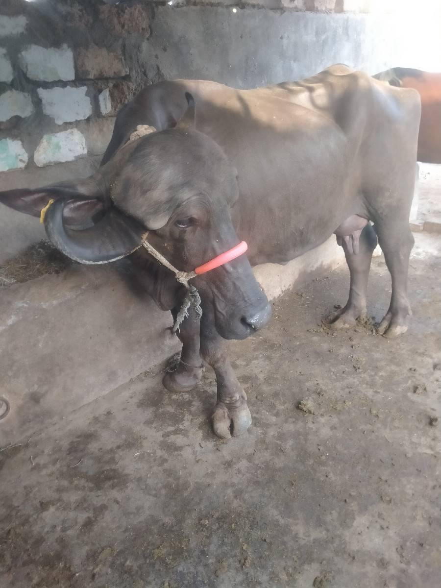 ભેંશ વેશવાનીછે