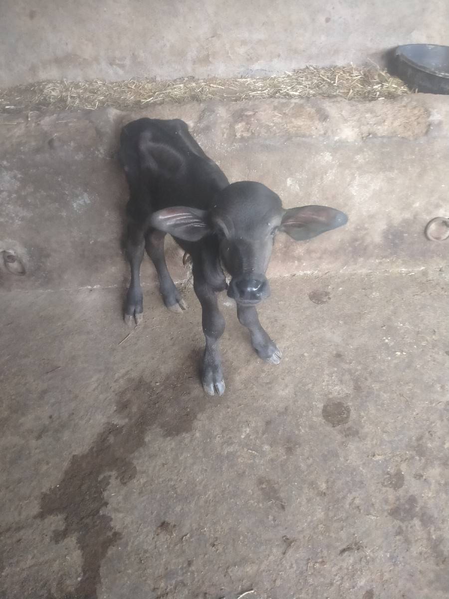 ભેંશ વેશવાનીછે