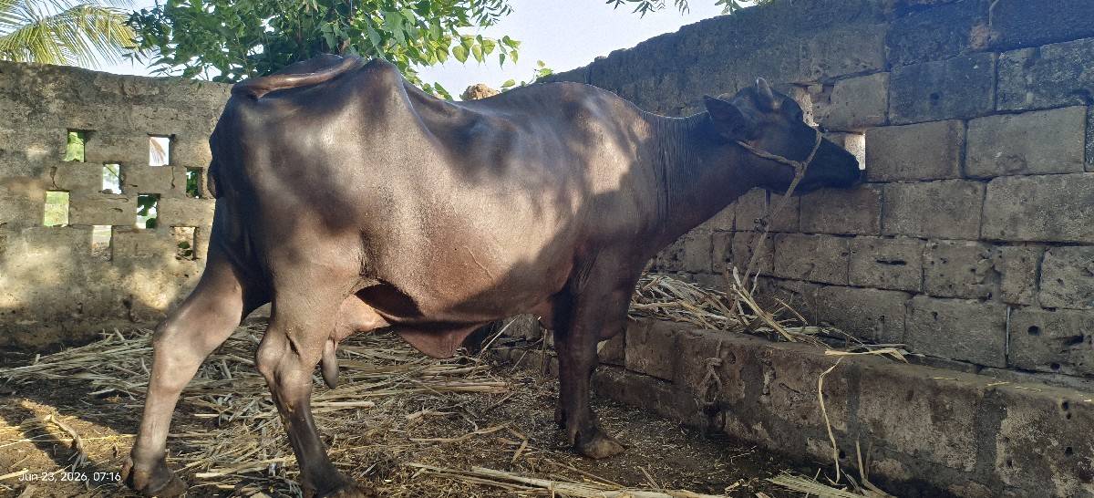 ભેંસ વેચવાની છે