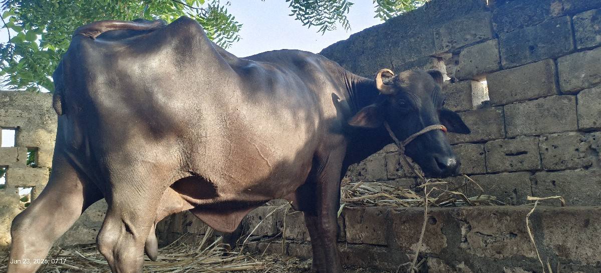 ભેંસ વેચવાની છે