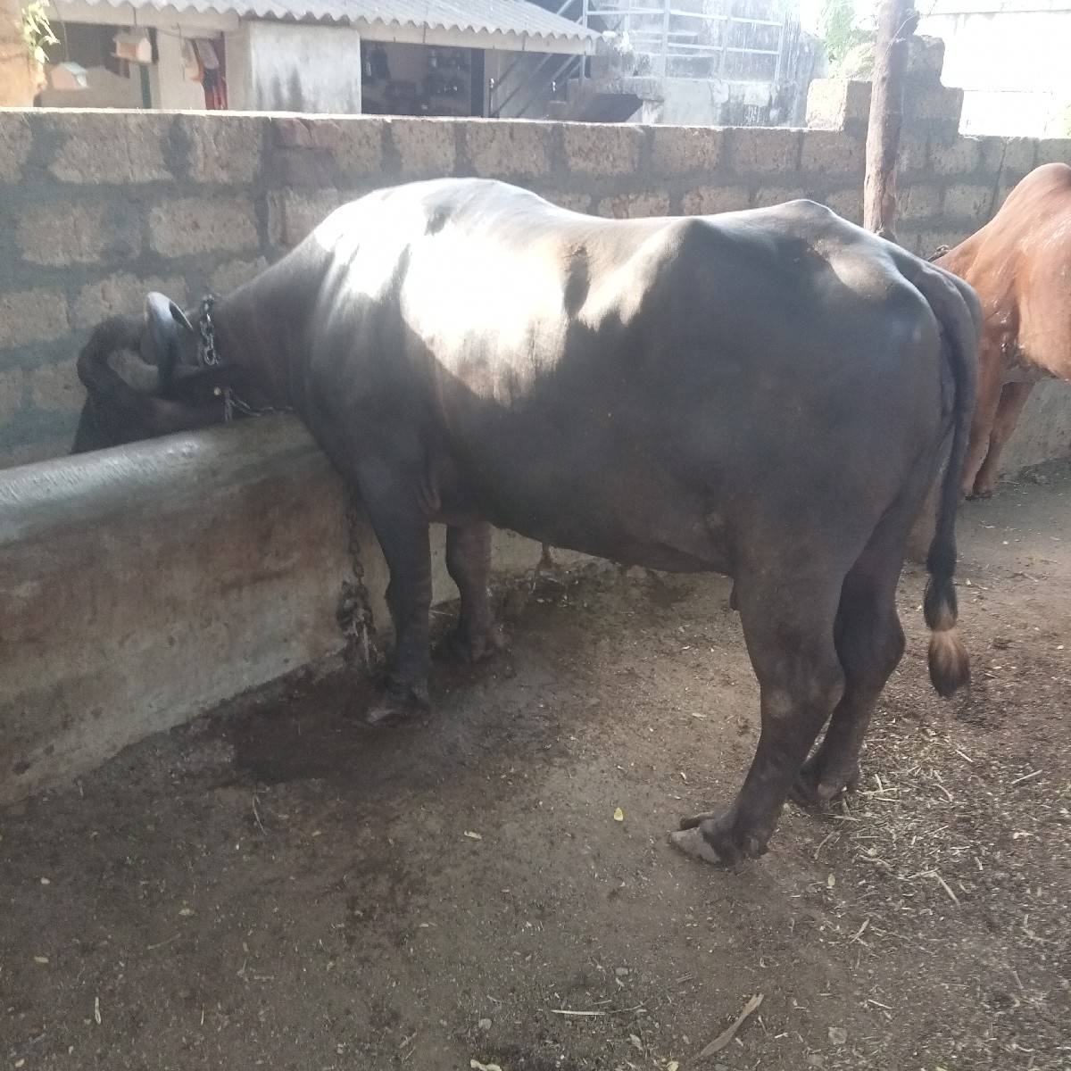 ભેંસ વેચવાની છે