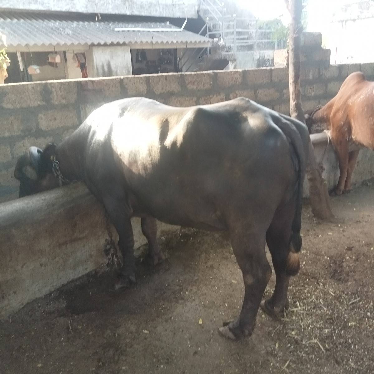 ભેંસ વેચવાની છે