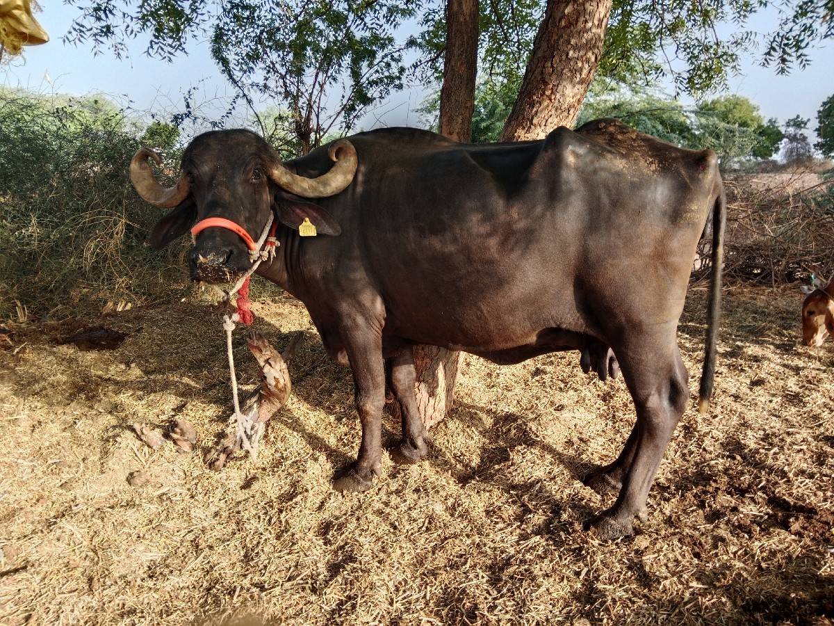 ભેંસ વેચવાની છે