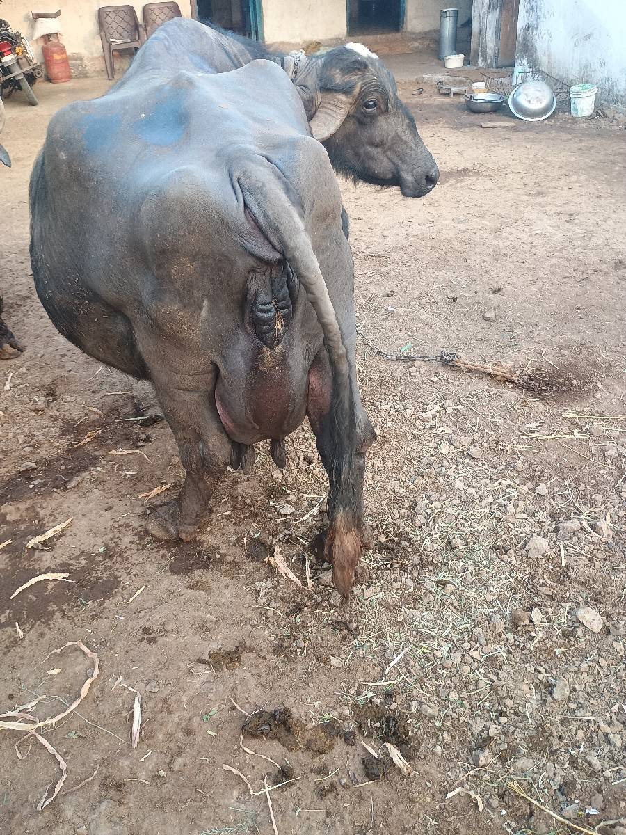ભેંસ વેચવાની છે