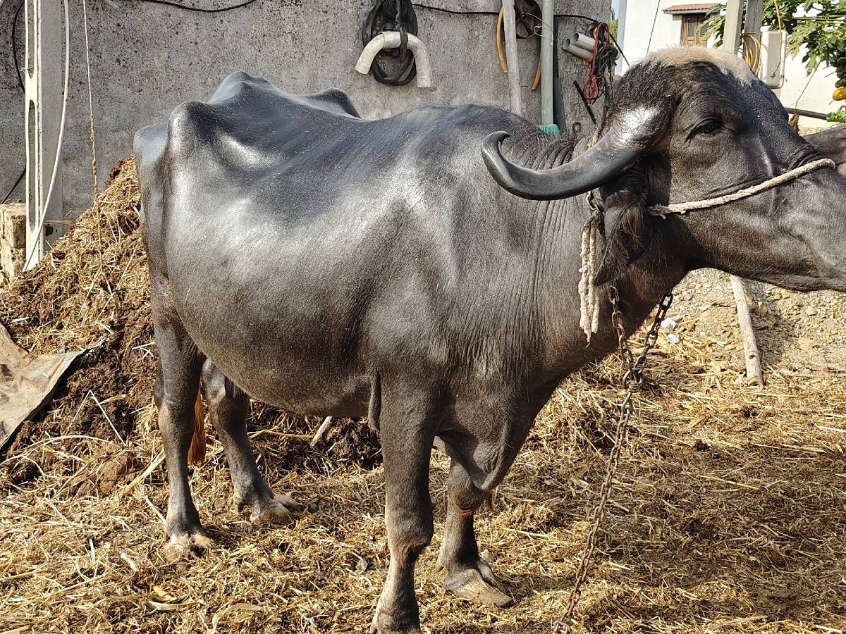 ભેંસ વેચવાની છે