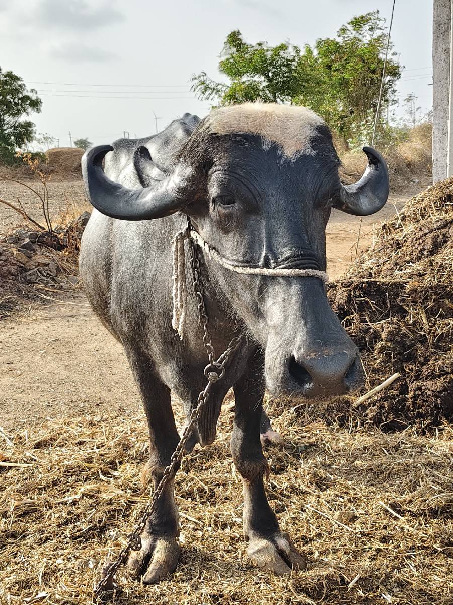 ભેંસ વેચવાની છે