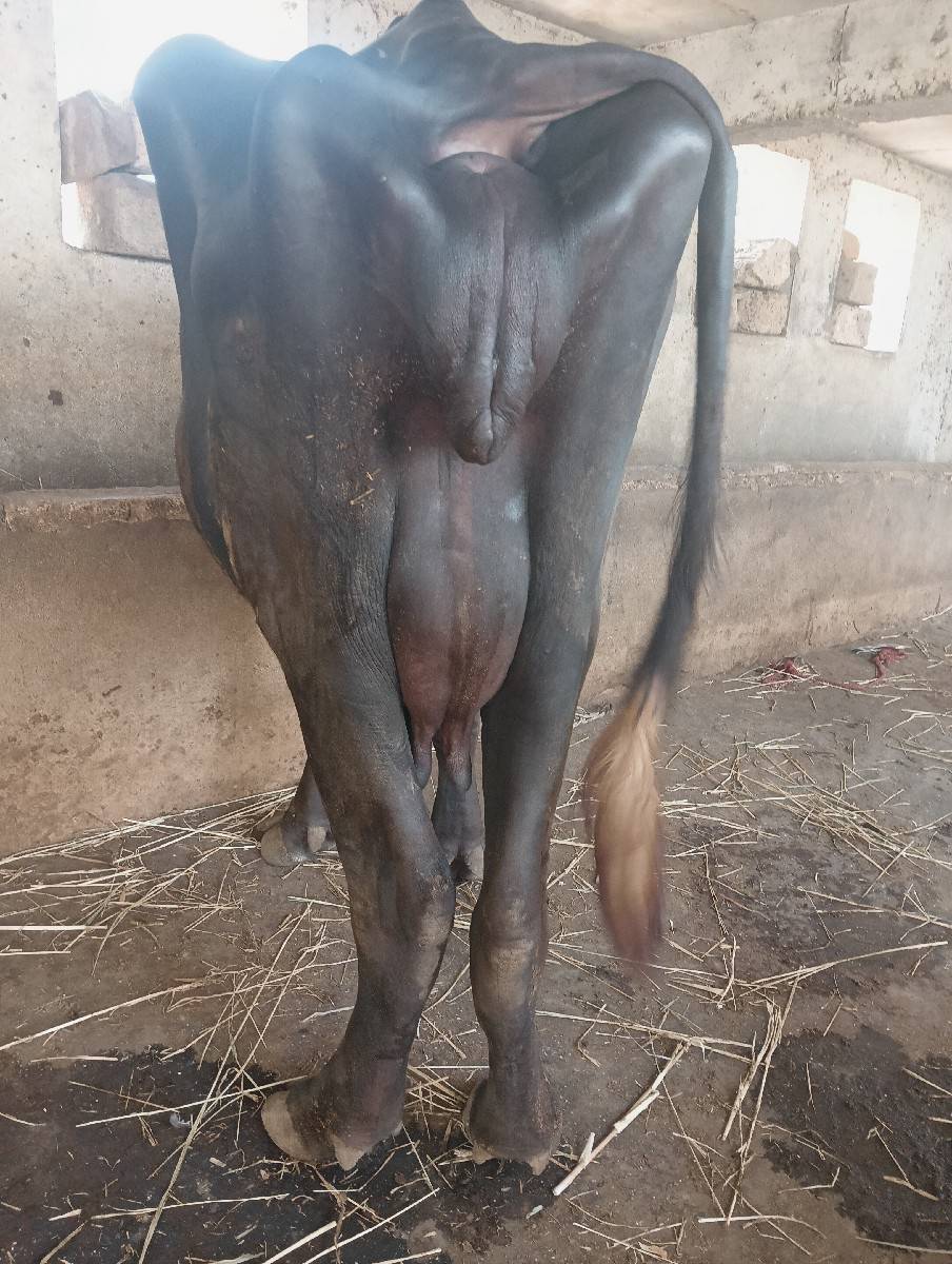 ભેંસ વેચવાની છે