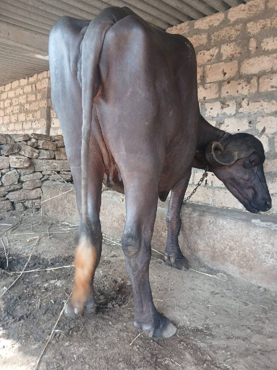 આ.જાફરી.ખડાયવેશવાનિછે