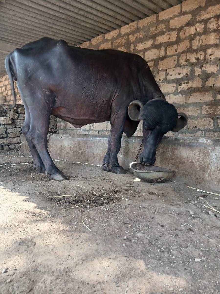 આ.જાફરી.ખડાયવેશવાનિછે