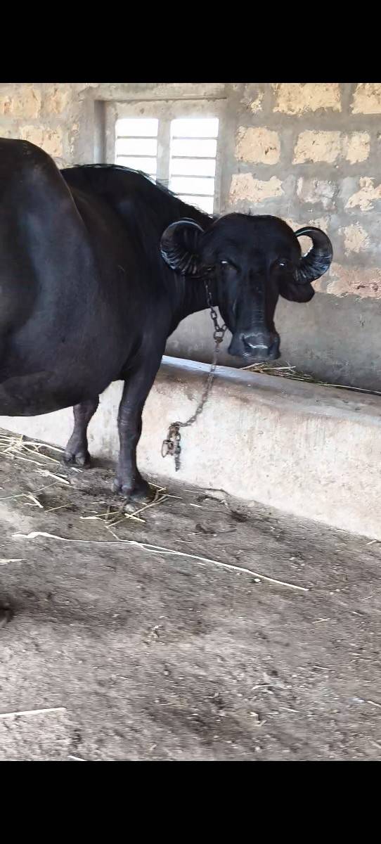 2 બેસું વેચવાની છે