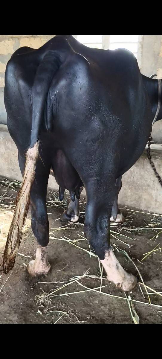 2 બેસું વેચવાની છે