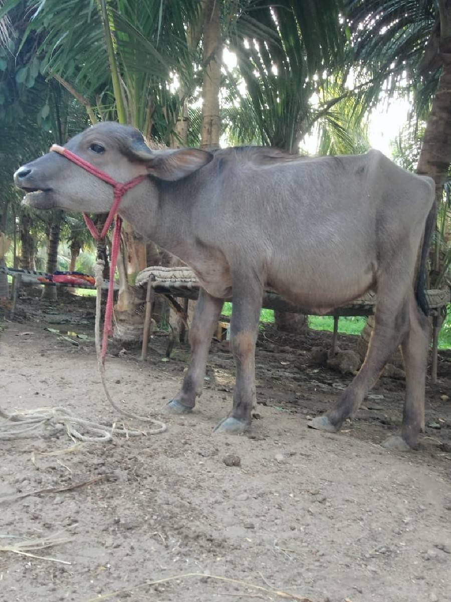 jafrabadi   padi
