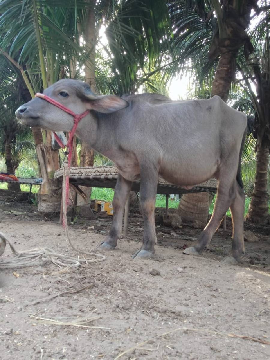 jafrabadi   padi