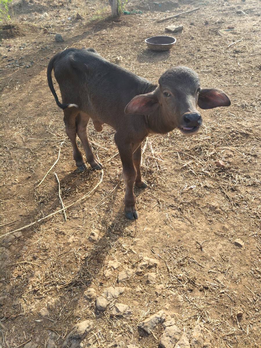 ખળેલી વેસવાની છે