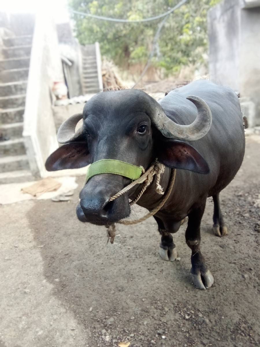 ભેંશ વેચવાની છે