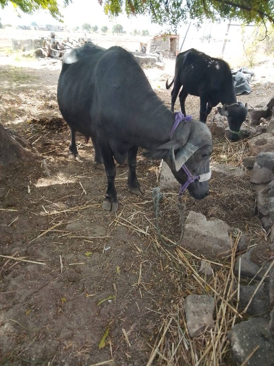 ભેંસ વેચવાની છે