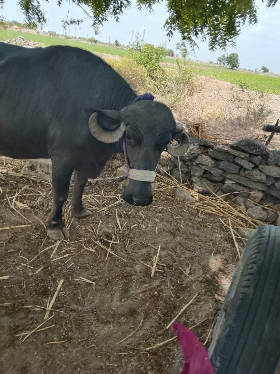 ભેંસ વેચવાની છે