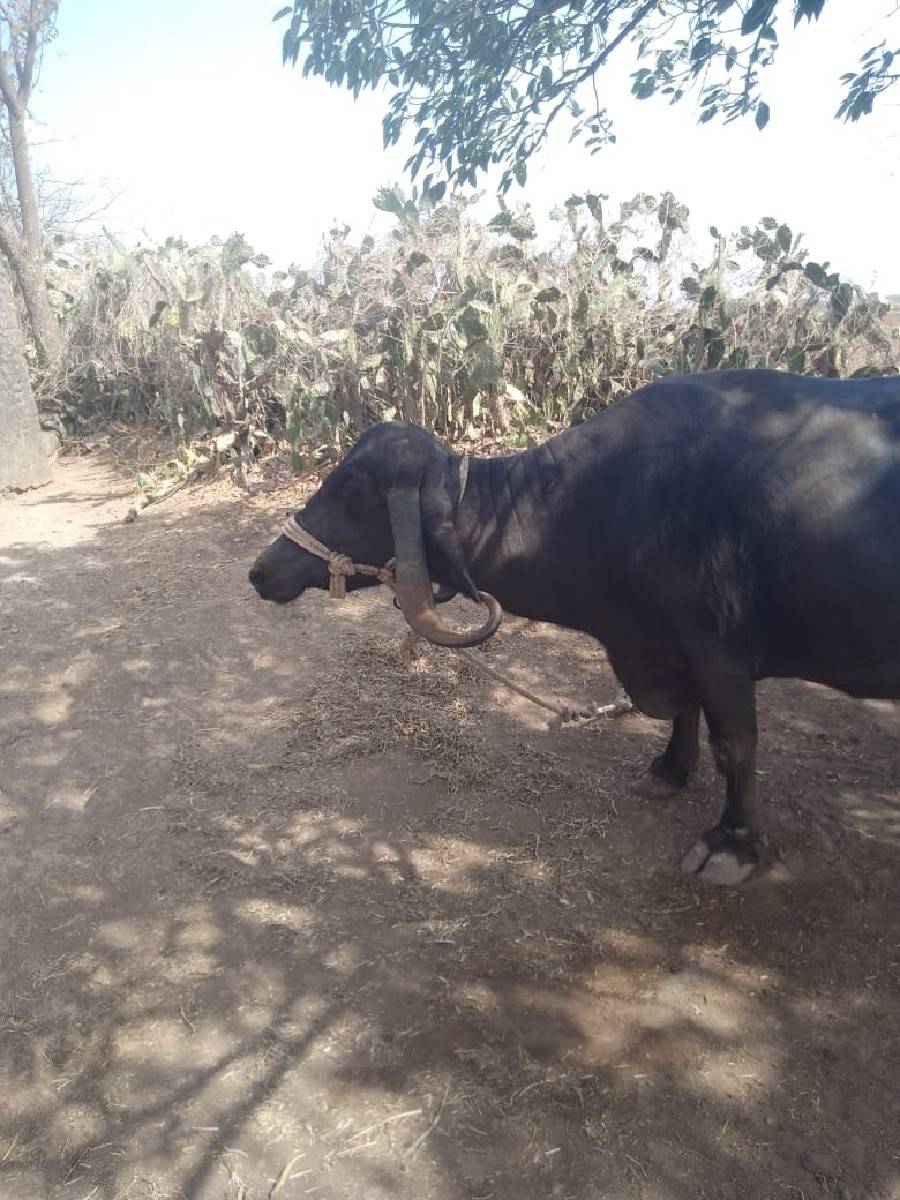 10 દીવસ ની કાચી. 4વેતર