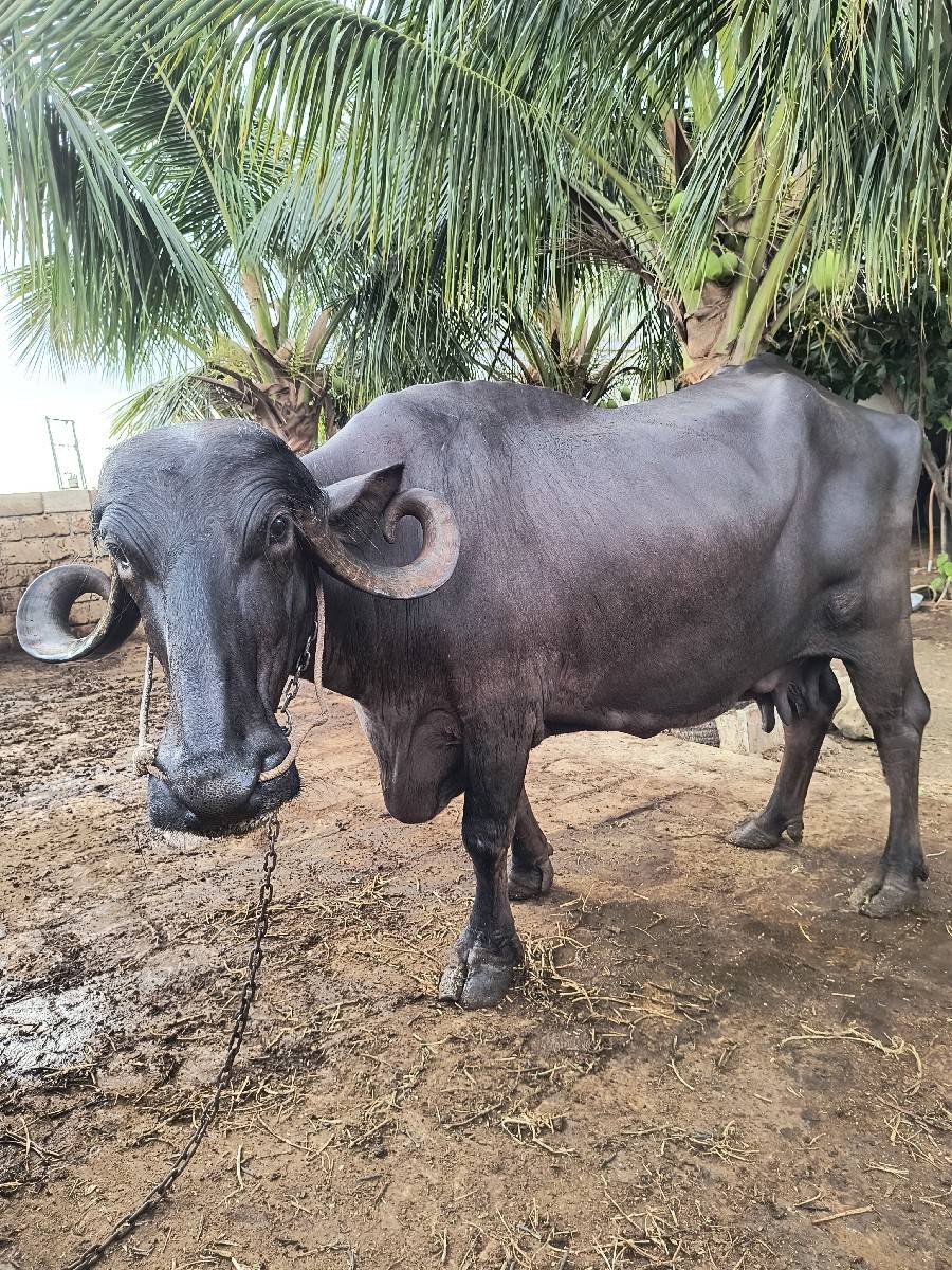 ભેંસ વેચવાની સે