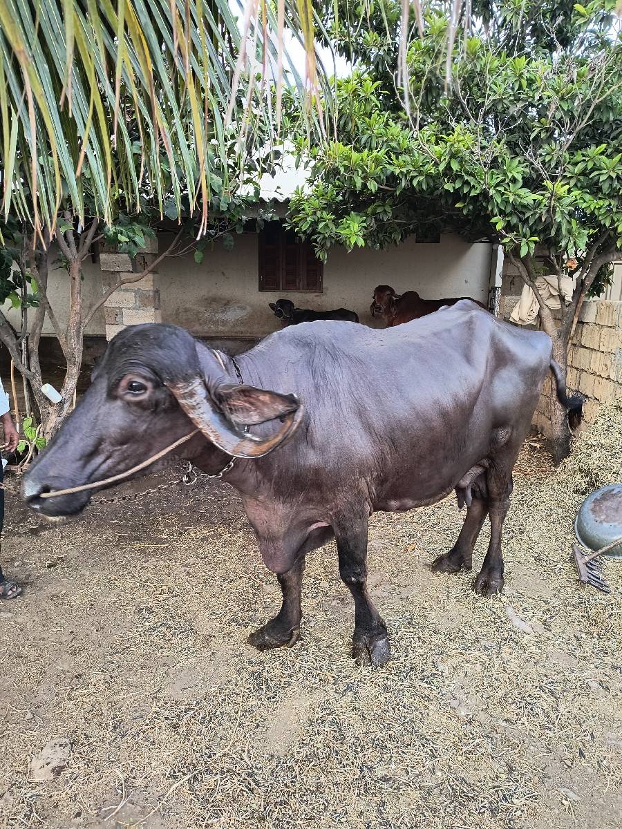 ભેંસ વેચવાની સે
