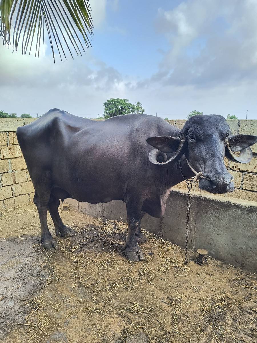 ભેંસ વેચવાની સે