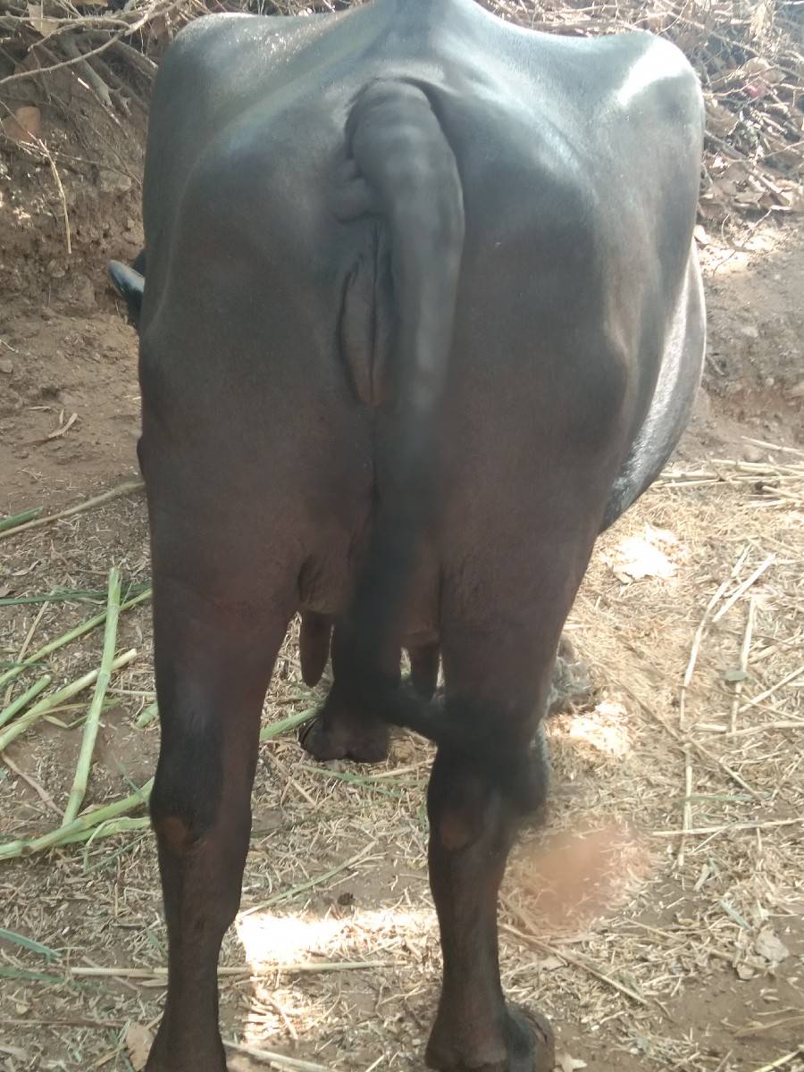 ભેસ વેચવાની છે.