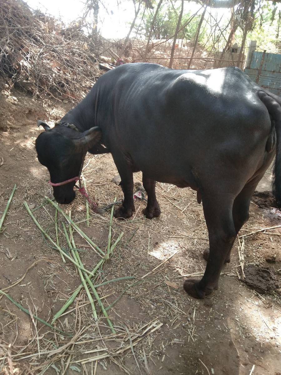 ભેસ વેચવાની છે.