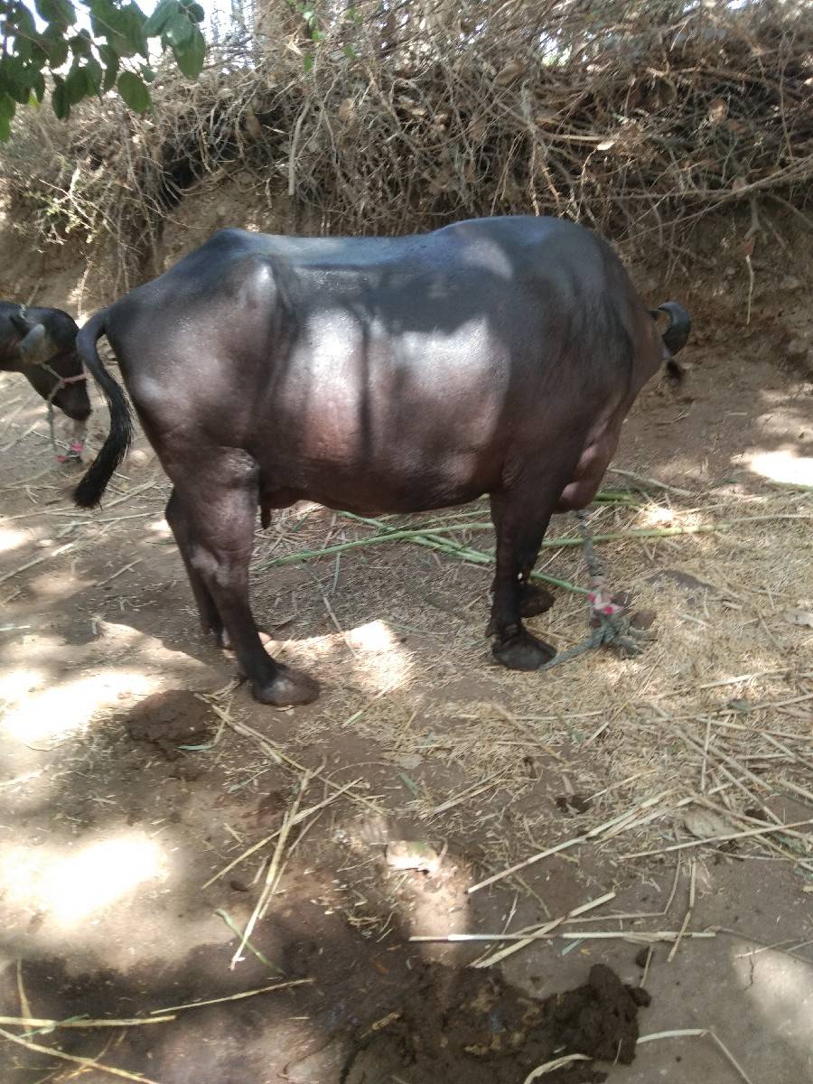 ભેસ વેચવાની છે.