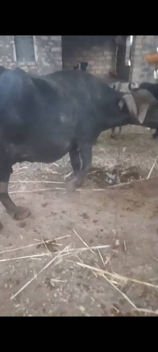 વહૅચવાની સ