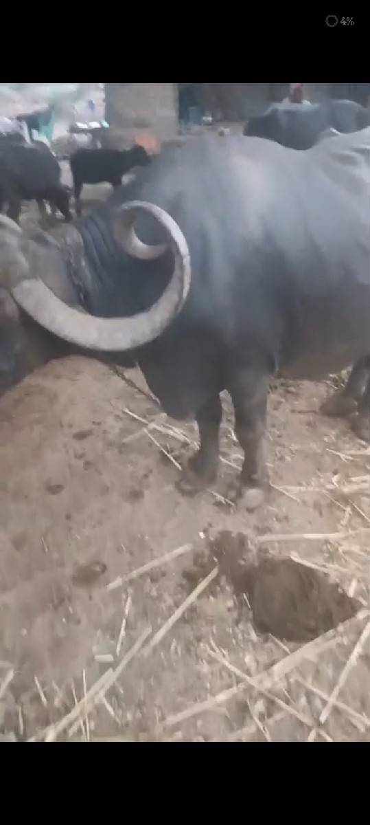 વહૅચવાની સ