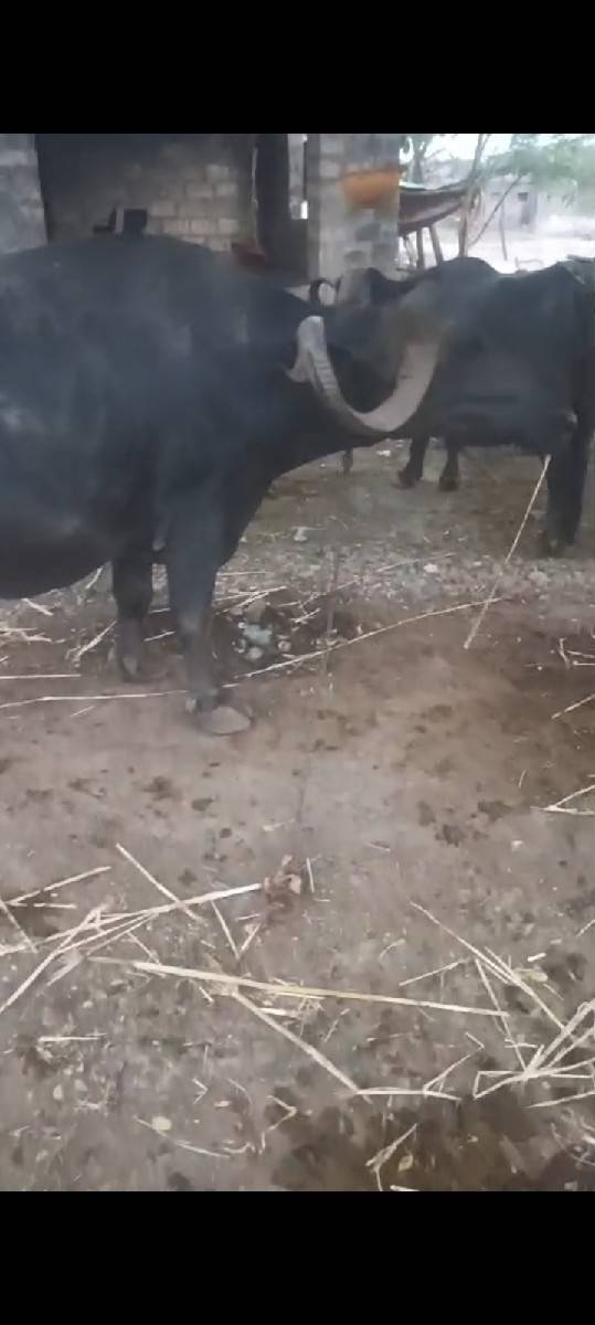 વહૅચવાની સ