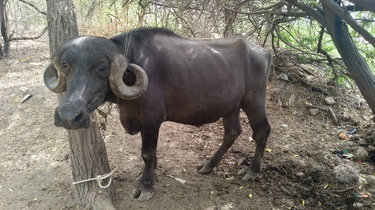 🐃