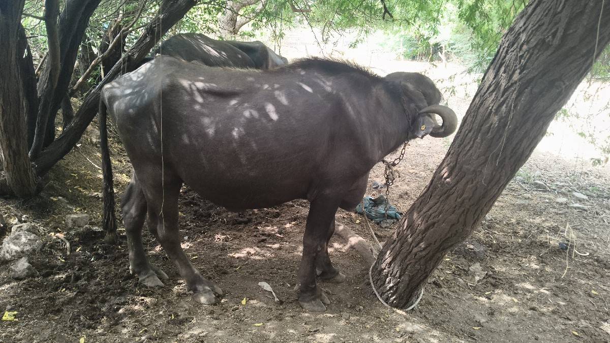 🐃