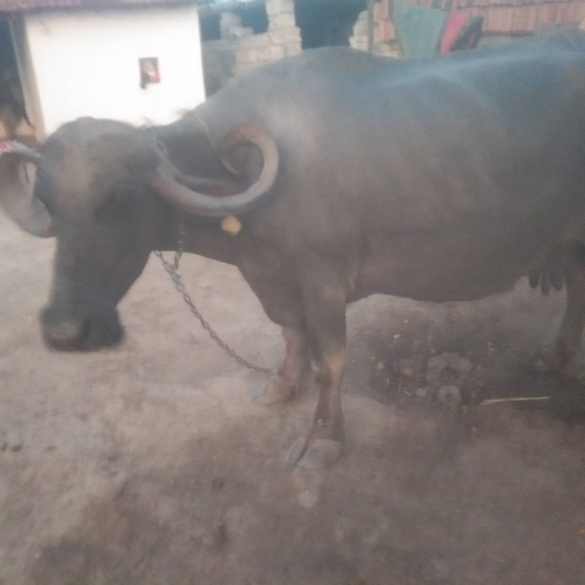 ભેસ વેચવાની સે