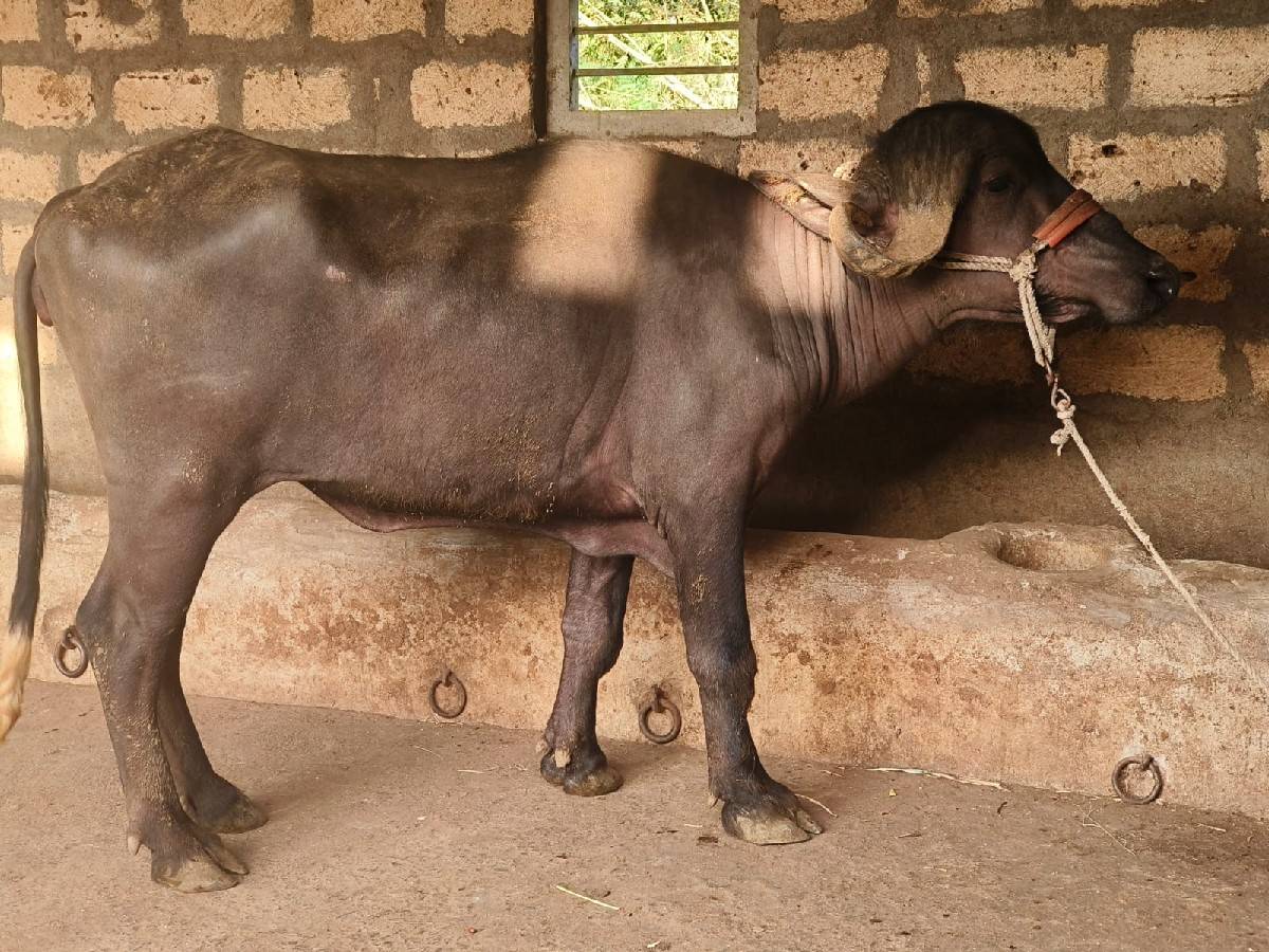 જાફરાબાદી ખળેલી વેચવાની છે