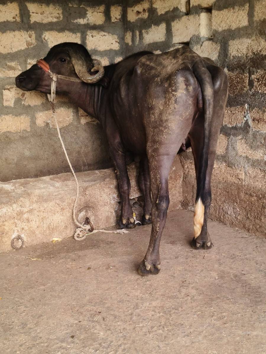 જાફરાબાદી ખળેલી વેચવાની છે