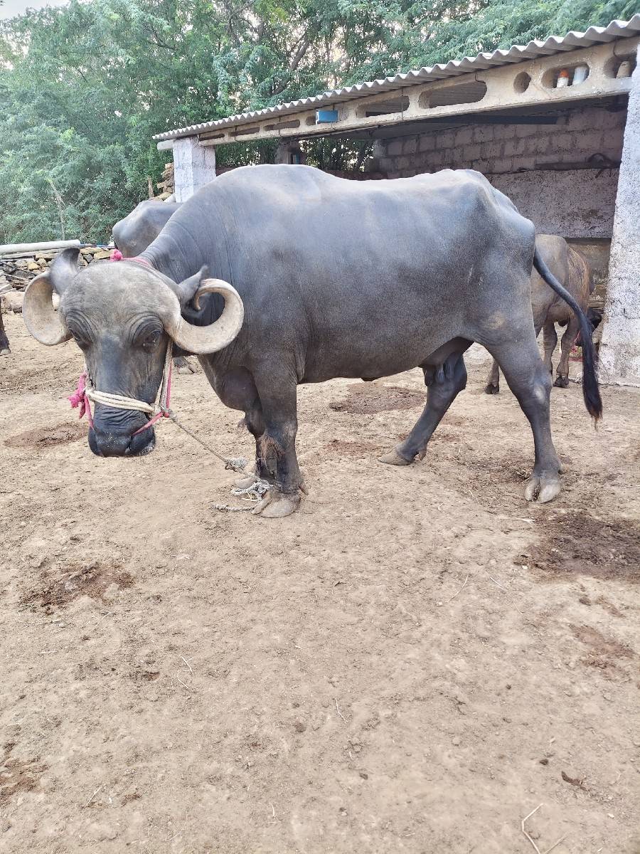 ભેંશ વેચવાની છે