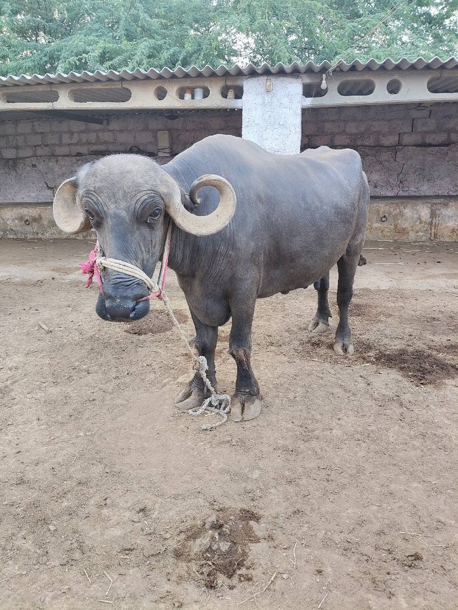 ભેંશ વેચવાની છે