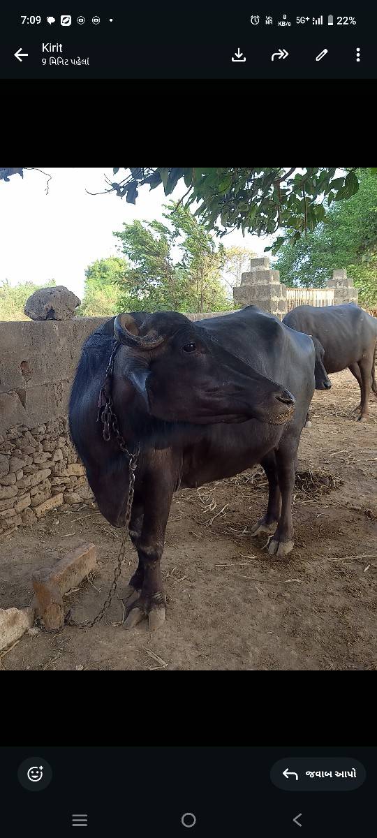 ભેંસ વેચાવશે