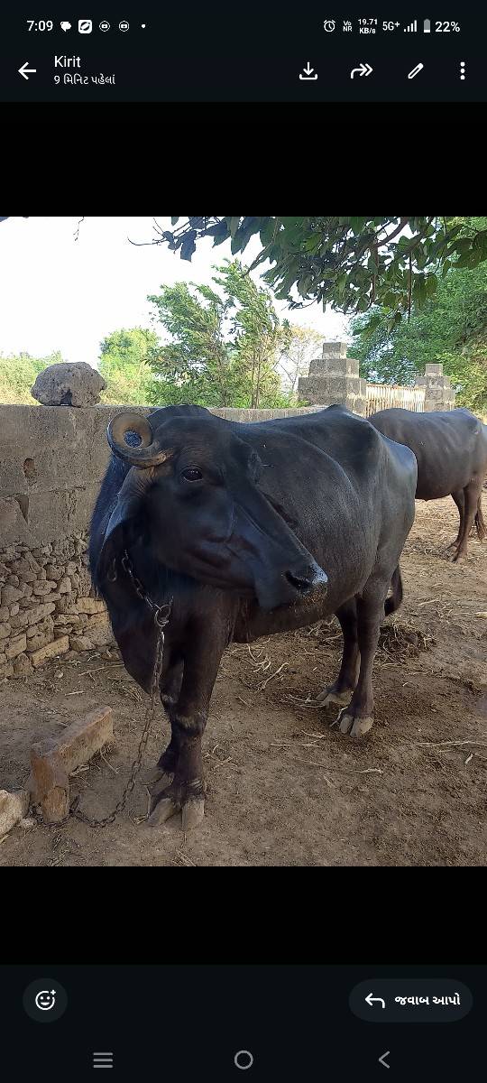 ભેંસ વેચાવશે