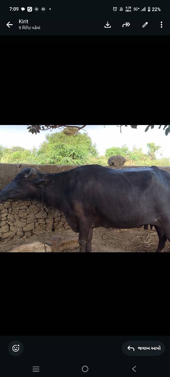 ભેંસ વેચાવશે