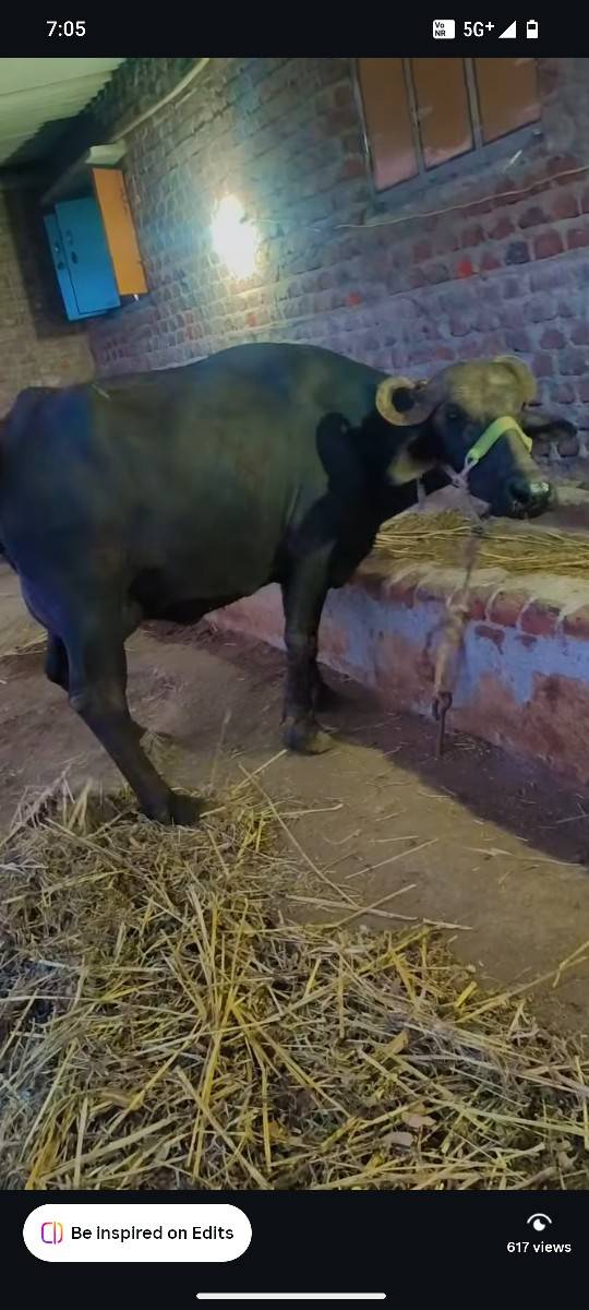 ભેંસ વેચવાની છે
